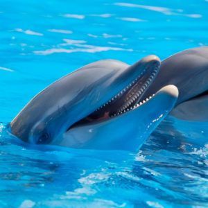 dolphins, mammals, animals-1869337.jpg